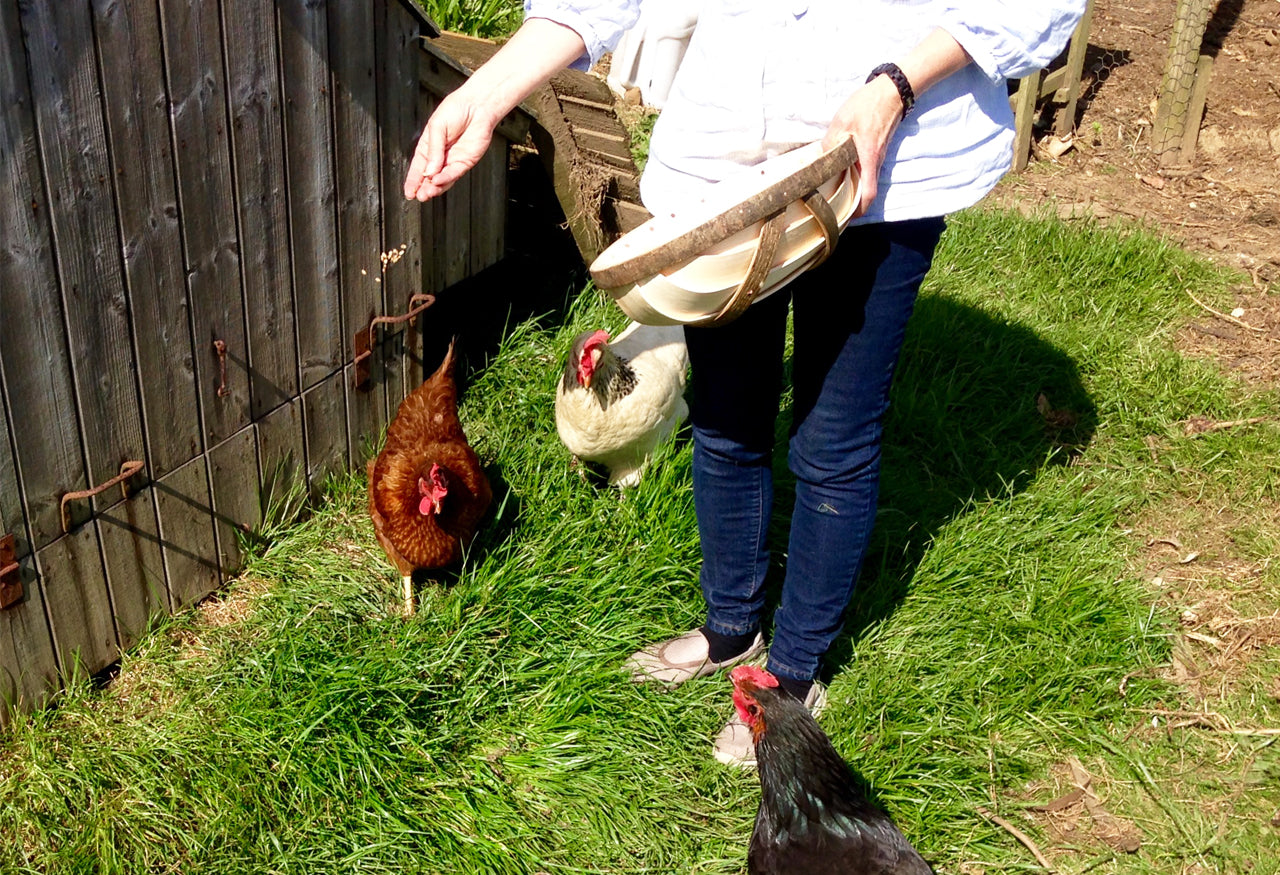 Chicken Feeder