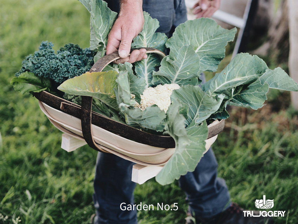 Garden No. 5 trug, handwoven basket with vegetables in them in the Sussex country. 