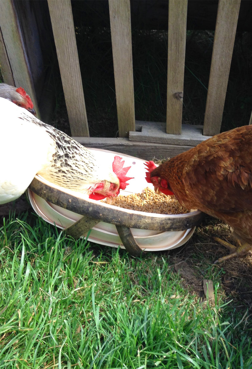 Chicken Feeder
